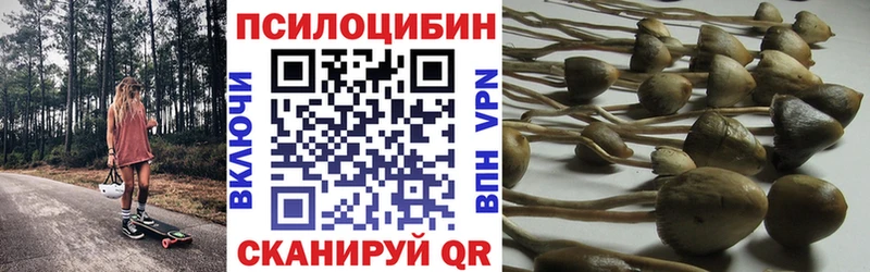Купить  Гороховец  Псилоцибиновые грибы GOLDEN TEACHER 